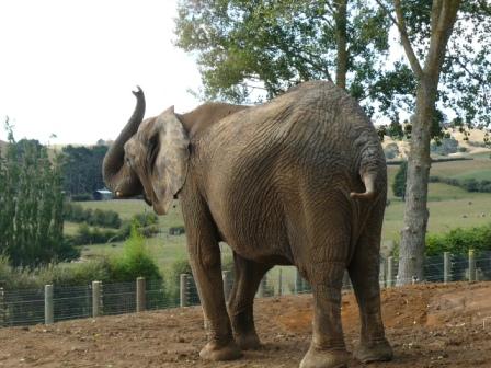 Jumbo retires at Franklin Zoo